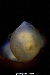 Egg of flamboyant cuttlefish inside bottle
Nikon D750, N... by Margriet Tilstra 